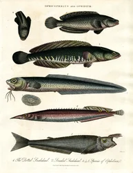 Ophicephalus y Ophidium