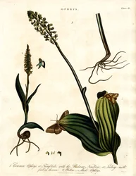 Especies de Ophrys con polilla