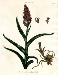 Orquídeas: Orquídeas de hoja ancha o de los pantanos