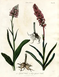 Orquídeas: Orquídeas manchadas y de espinas largas
