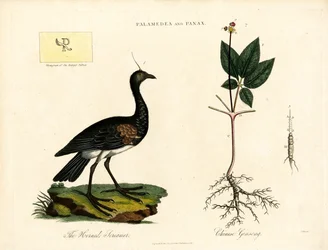Palamedea y Panax