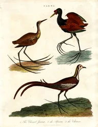 Parra Species (Jacanas)