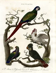 Loros (Psittacus)