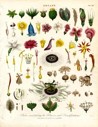 Partes que constituyen las Flores y la Fructificación