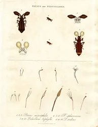 Pausus y Pedicellaria - Especies de insectos