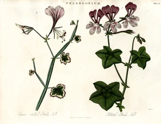 Especies de Pelargonium (pico de cigüeña)