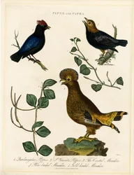 Pájaros pimienta y manacíes
