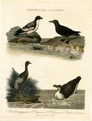 Petreles (Procellaria) y Trompeteros (Psophia)