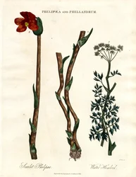 Phelipaea y Phellandrum