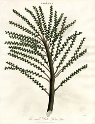 Phoenix (Palmera datilera)