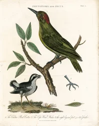 Fitotoma y pájaro carpintero con detalles anatómicos