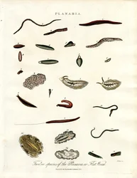 Planaria - Doce especies de platelmintos