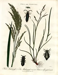 Poa y Podura