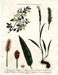 Polygala y Polygonum