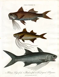 Especies de Polynemus (Threadfins)