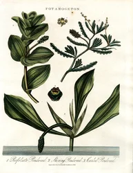Potamogeton (especie de lenteja de agua)