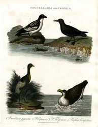 Procellaria y Psophia: Petreles y Trompeteros