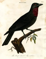 Papamoscas cerrojillo (Muscicapa)