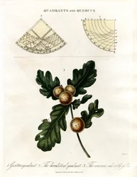Cuadrantes y roble