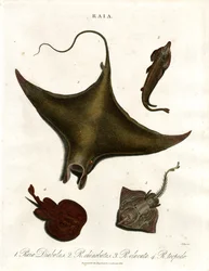 Especies de rayas