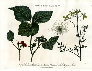 Riccia;Rubus y Ruta
