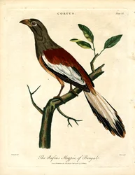 Urraca de Bengala