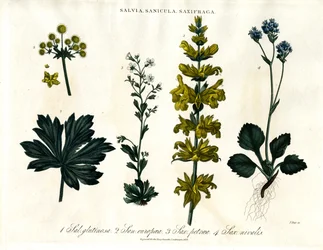Salvia;Sanicle y Saxifrage Especies