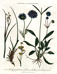 Scabiosa y Scheuchzeria