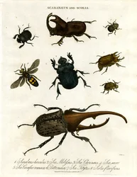 Scarabaeus y Scolia (escarabajos y avispas excavadoras)