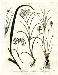 Especies de Scirpus