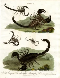 Escorpiones - Varias especies
