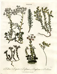 Sedum: Varias especies de uva de gato