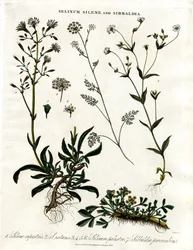 Selinum;Silene y Sibbaldia