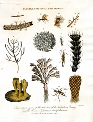 Siete especies curiosas de Flustra; dos de la Forficula u Orejuela; y la Formica Cephalotes; u Hormiga de Surinam.