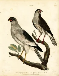 Halcón cantor y gavilán africano