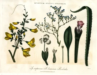 Spartium;Statice y Stratiolis