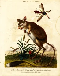 Mosca de las gafas y Jerboa egipcio