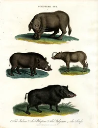 Sukotyro y Sus (Sukotyro y los cerdos)