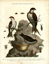 Golondrinas;Estorninos y Escarabajos
