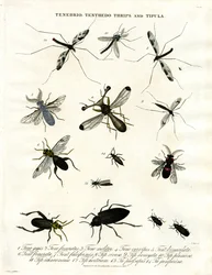 Tenebrio;Tenthedo;Thrips y Tipula - Diversidad de insectos