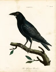 La graja africana