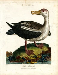 El Albatros
