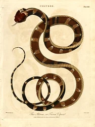 El Atropos o Víbora feroz