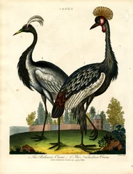 La grulla balear y la grulla númida