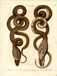 El Cæcus, o víbora secreta, y la Cobra de Capello, o víbora de gafas.