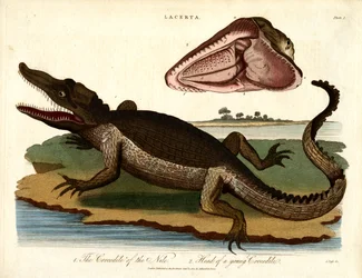 El cocodrilo del Nilo y Cabeza de cocodrilo joven
