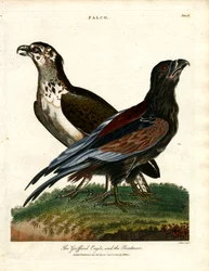 El águila griega y el barquero