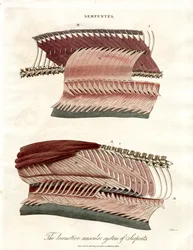 El aparato locomotor de las serpientes