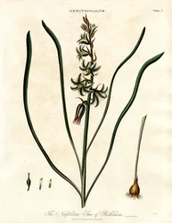 La estrella napolitana de Belén