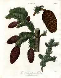 La pícea